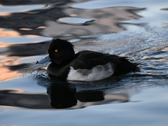 Aythya fuligula