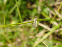 Neria commutata