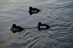 Aythya fuligula