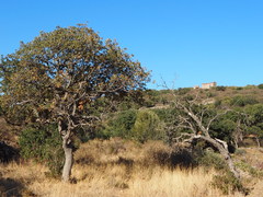 Quercus ithaburensis macrolepis