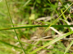 Neria commutata