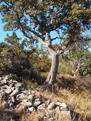 Quercus ithaburensis macrolepis