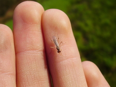 Neria commutata