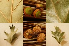 Quercus × willdenowiana