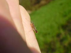 Neria commutata