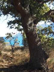 Quercus ithaburensis macrolepis