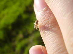 Neria commutata