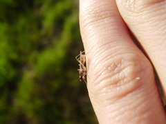 Neria commutata