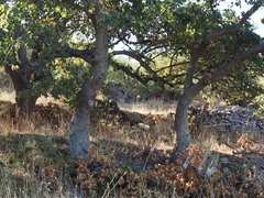 Quercus ithaburensis macrolepis