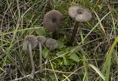 Entoloma politoflavipes