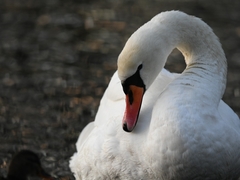 Cygnus olor