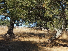 Quercus ithaburensis macrolepis