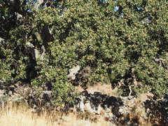 Quercus ithaburensis macrolepis
