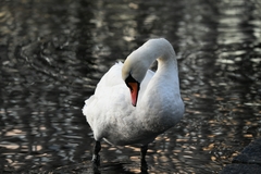 Cygnus olor