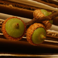 Quercus × willdenowiana