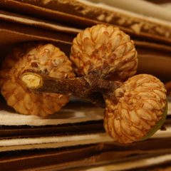 Quercus × willdenowiana