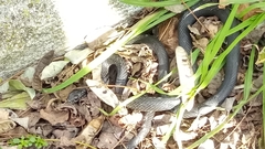 Hierophis viridiflavus carbonarius