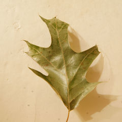 Quercus × willdenowiana