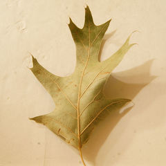 Quercus × willdenowiana