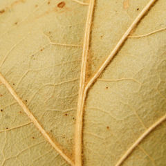 Quercus × willdenowiana