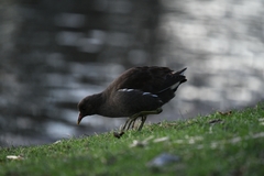 Gallinula chloropus