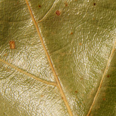 Quercus × willdenowiana