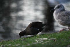 Gallinula chloropus