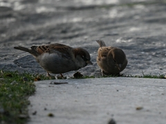 Passer domesticus