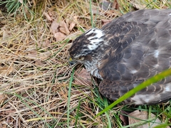 Accipiter nisus
