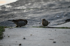 Passer domesticus