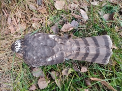 Accipiter nisus