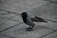 Corvus cornix