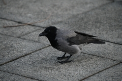Corvus cornix