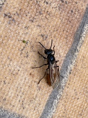 Polybia dimidiata