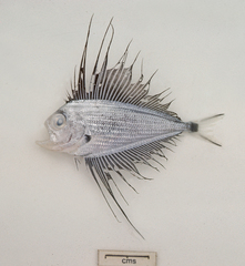 Pterycombus petersii