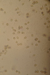Entoloma politoflavipes