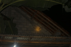 Gekko gecko