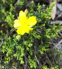 Hibbertia devitata