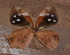 Dynastor darius darius