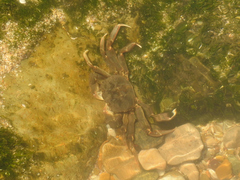 Cyrtograpsus