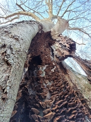 Ischnoderma resinosum