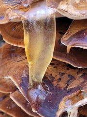 Ischnoderma resinosum