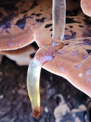 Ischnoderma resinosum