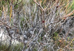 Allocasuarina pusilla