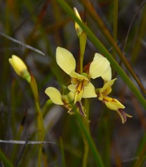 Diuris setacea