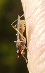 Neria commutata