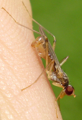 Neria commutata