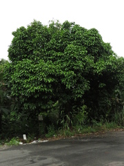 Syzygium malaccense
