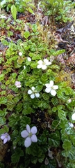 Rubus radicans