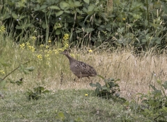 Nothoprocta perdicaria